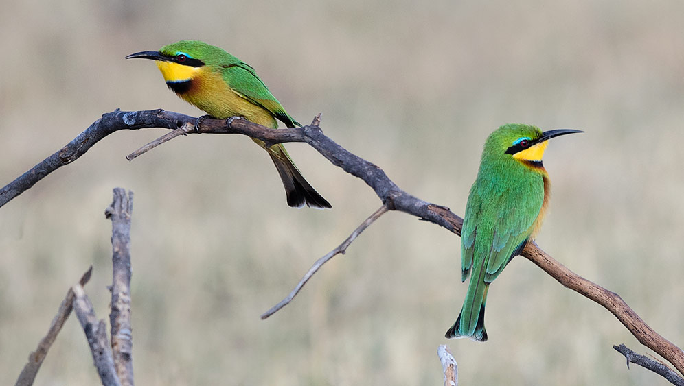 Little Bee-eater